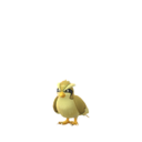 pidgey